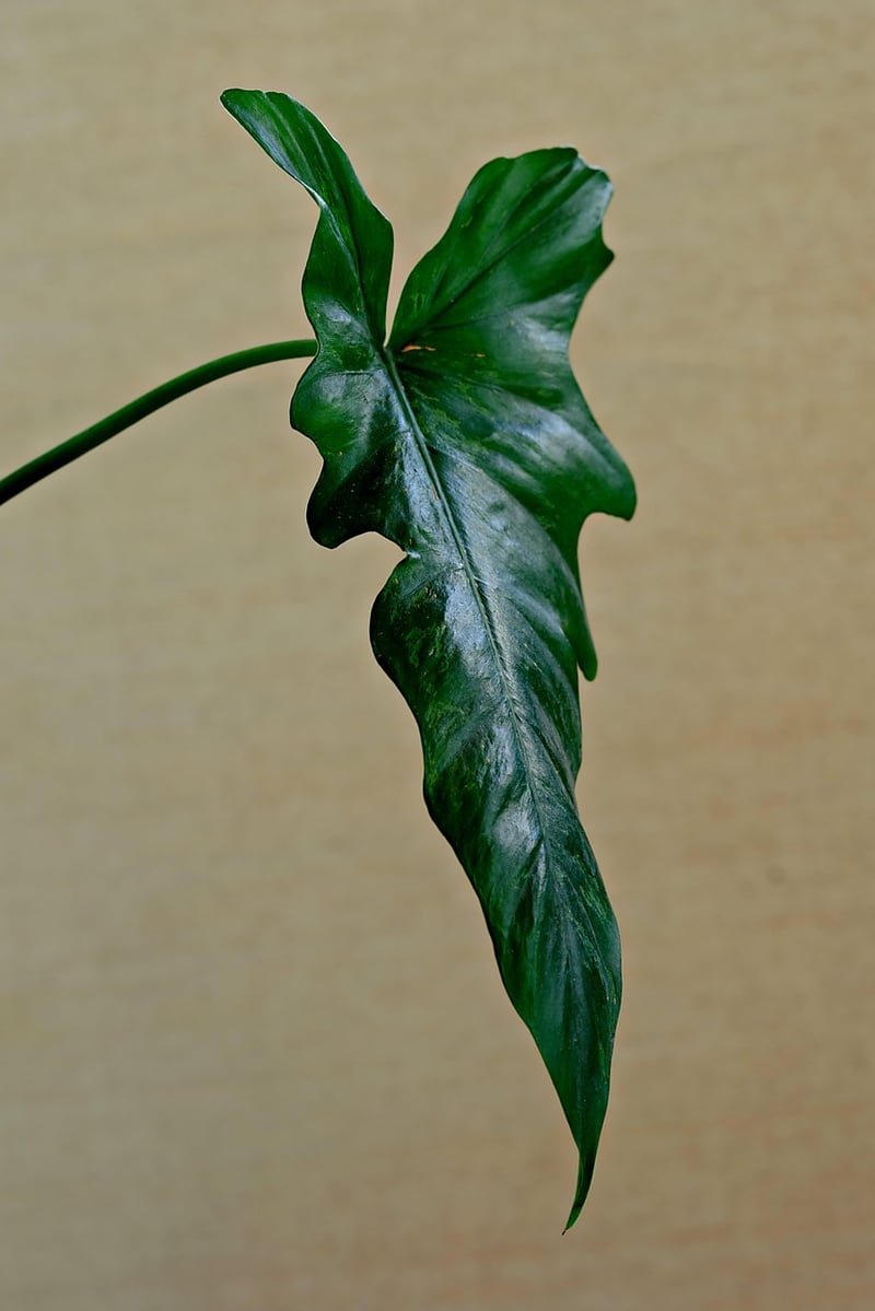 Indoor Gardening Tips