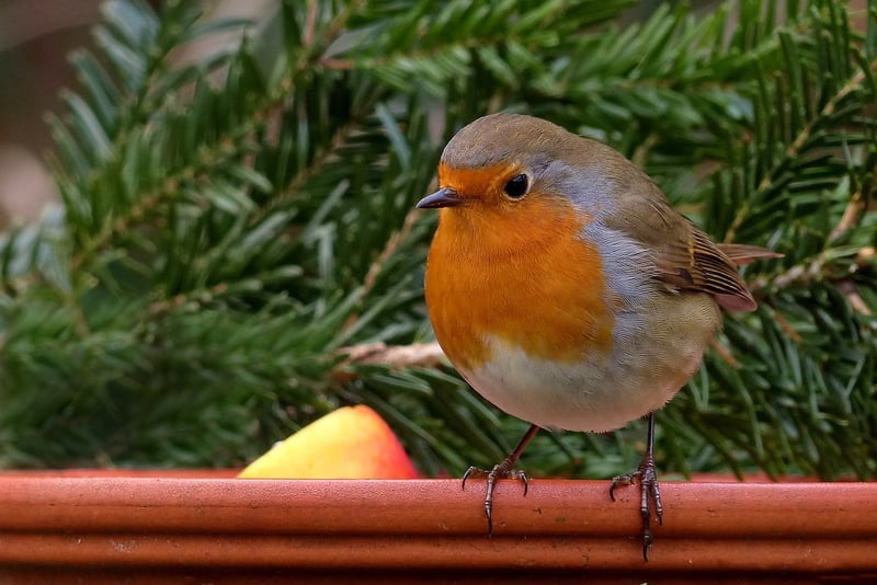 Winter Gardening